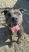 adoptable Dog in lompoc, CA named MARIE