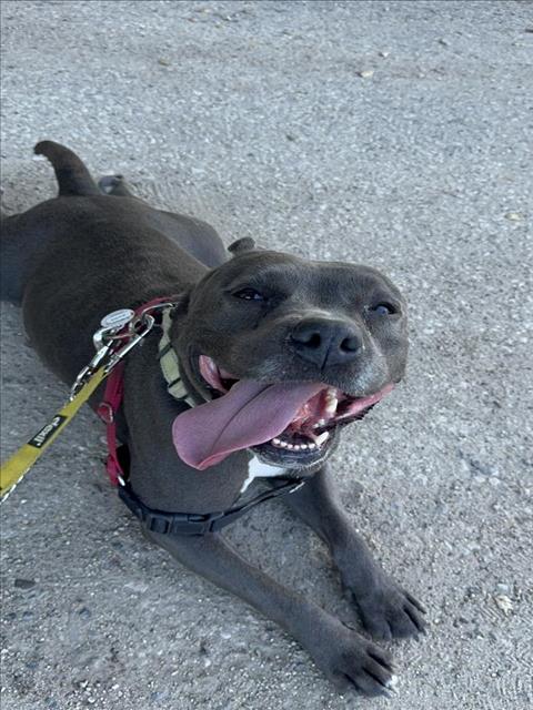 adoptable Dog in Lompoc, CA named MARIE