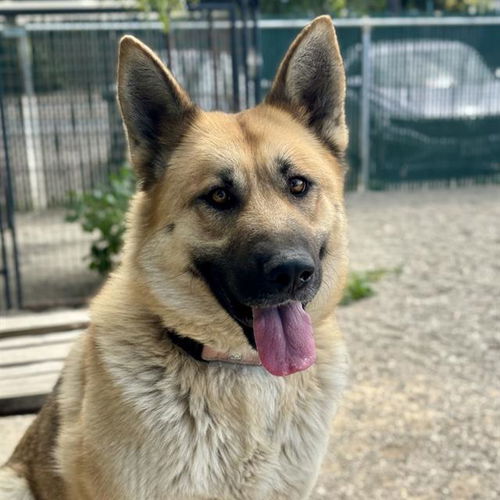picture of the dog needing adoption