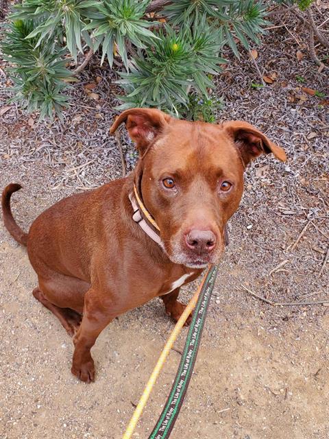adoptable Dog in Lompoc, CA named LILLY BELL