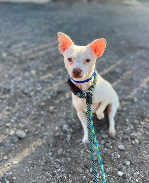 picture of the dog needing adoption