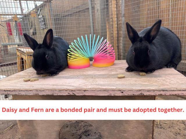adoptable Rabbit in Lompoc, CA named FERN