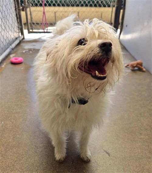 picture of the dog needing adoption
