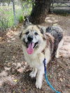 adoptable Dog in lompoc, CA named SEQUOYAH