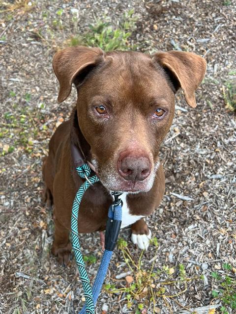 adoptable Dog in Lompoc, CA named ZEUS