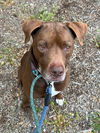 adoptable Dog in lompoc, CA named ZEUS