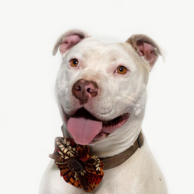 adoptable Dog in Lompoc, CA named PEARL