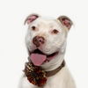 adoptable Dog in lompoc, CA named PEARL