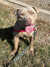 adoptable Dog in lompoc, CA named STELLA