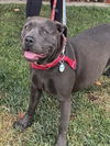 adoptable Dog in lompoc, CA named MISS TUNA