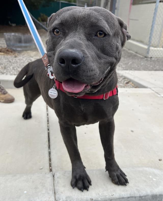 adoptable Dog in Lompoc, CA named MISS TUNA