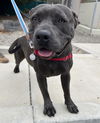 adoptable Dog in lompoc, CA named MISS TUNA