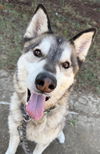 adoptable Dog in lompoc, CA named MANNY