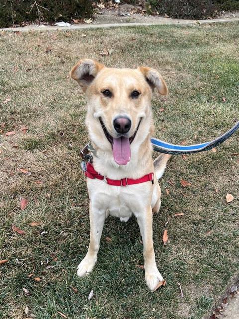 adoptable Dog in Lompoc, CA named DONALD