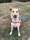 adoptable Dog in  named DONALD