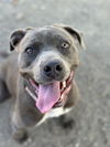 adoptable Dog in lompoc, CA named PANCHETTA