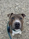 adoptable Dog in  named DODGER
