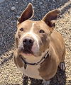 adoptable Dog in  named LUNA