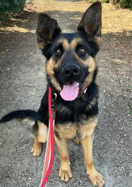adoptable Dog in Lompoc, CA named SCOOTER