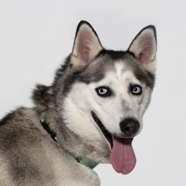 adoptable Dog in Lompoc, CA named EUROPA