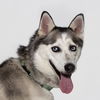 adoptable Dog in  named EUROPA
