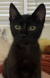 adoptable Cat in lompoc, CA named MR. MEOW MEOW
