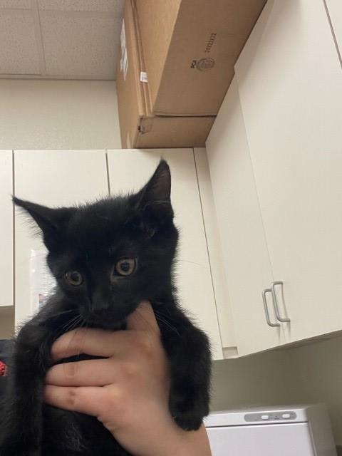 adoptable Cat in Lompoc, CA named TOMMY