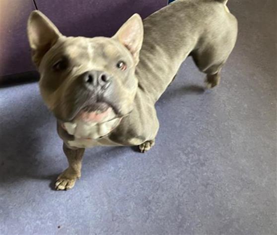 adoptable Dog in Lompoc, CA named PAPPAS