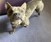 adoptable Dog in lompoc, CA named PAPPAS