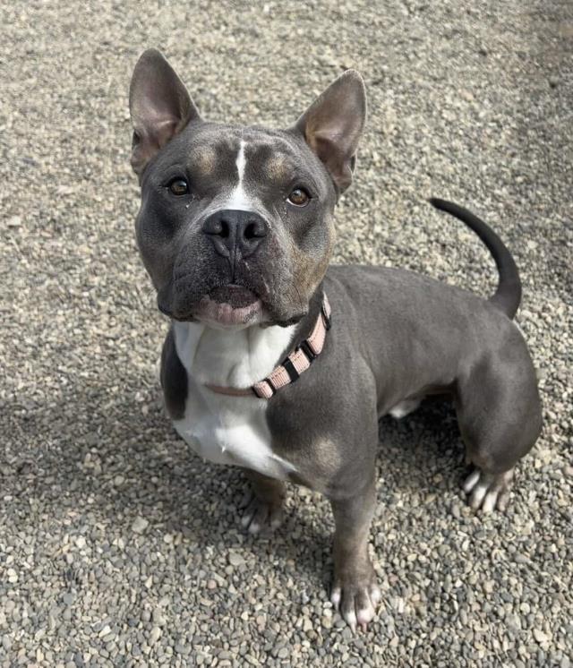 adoptable Dog in Lompoc, CA named PAPPAS