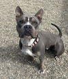 adoptable Dog in  named PAPPAS