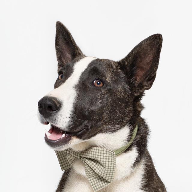 adoptable Dog in Lompoc, CA named DEXTER