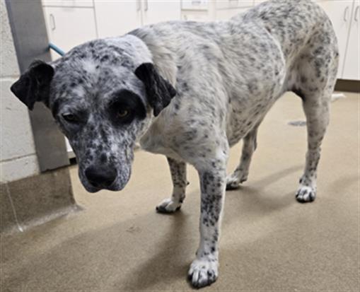 adoptable Dog in Lompoc, CA named MUFFIN