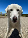 adoptable Dog in  named HARRIS