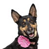 adoptable Dog in lompoc, CA named STARBY
