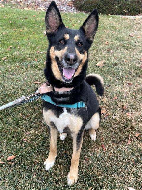 adoptable Dog in Lompoc, CA named STARBY