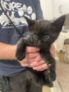 adoptable Cat in lompoc, CA named VELVET