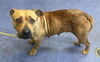 adoptable Dog in lompoc, CA named LYRIC