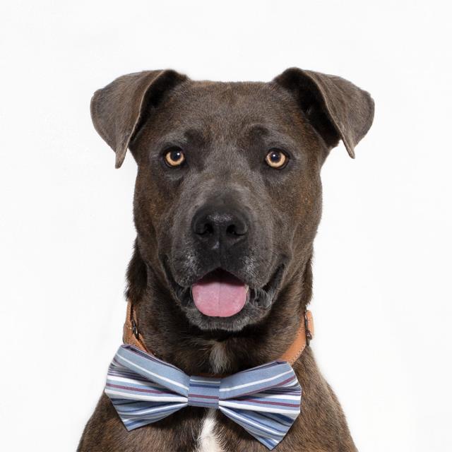adoptable Dog in Lompoc, CA named ELEVEN