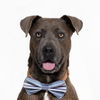 adoptable Dog in  named ELEVEN
