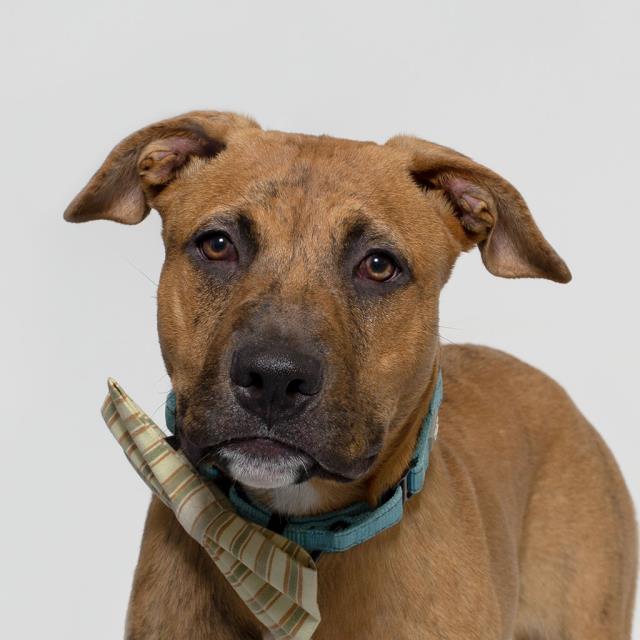 adoptable Dog in Lompoc, CA named SPARKY