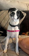 adoptable Dog in lompoc, CA named NIKKI