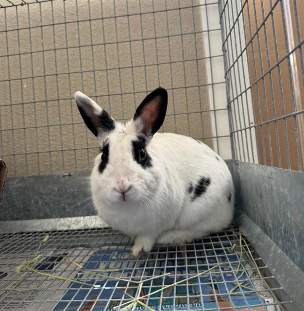 adoptable Rabbit in Lompoc, CA named ALFIE