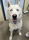 adoptable Dog in  named SNOWCONE