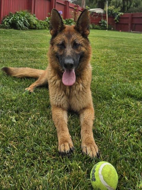 picture of the dog needing adoption