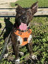 CAESAR - Photo 1