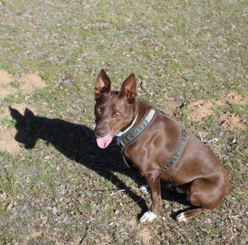 picture of the dog needing adoption