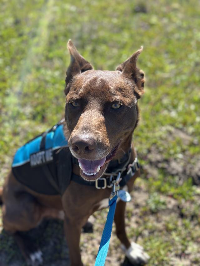 Australian Kelpie