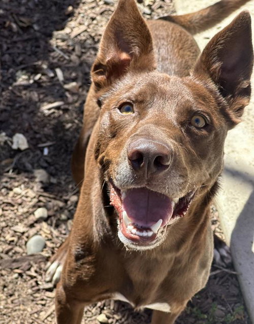 CARLITOS, an adoptable Australian Kelpie in Lompoc, CA