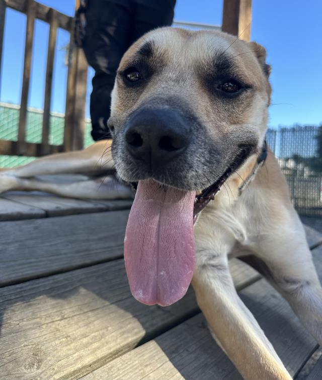 Bruno